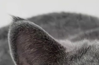 貓對(duì)含有不同有機(jī)基質(zhì)飼養(yǎng)的黑水虻幼蟲(chóng)的貓糧消化率和適口性評(píng)價(jià)