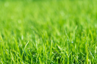 黑水虻蟲(chóng)糞作為有機(jī)肥料對(duì)黑麥草的農(nóng)業(yè)價(jià)值