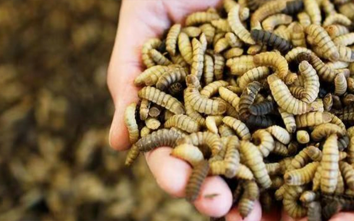 廣州無(wú)兩生物科技有限公司