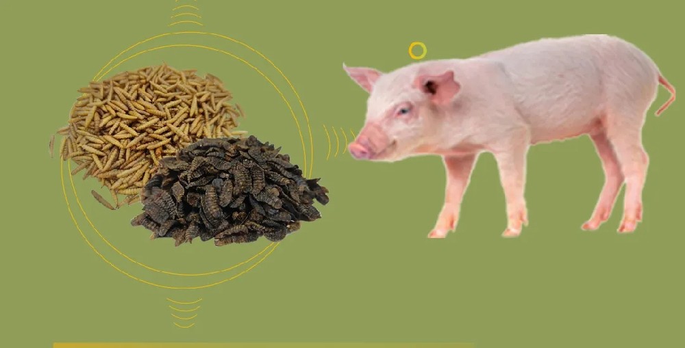 【前沿分享】干燥方法對黑水虻幼蟲作為豬飼料的營養(yǎng)利用率影響